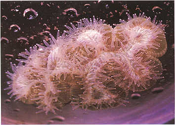 Underwater photographs of some of the coral specimens used in this