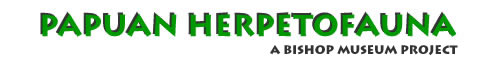 Papua Herpetofauna