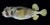 Seychelles; Praslin
17 December 1992