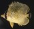 Australia; Great Barrier Reef; One Tree Island
18 January 1973