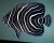 Ryukyu Islands; Okinawa; Yomitan
6 June 1975