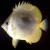 Australia; Wistari Reef
22 January 1973