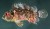 Australia; Great Barrier Reef; Lizard Island
