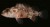 Maldives
19 March 1988