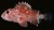 Solomon Islands; Alite Reef
26 July 1973